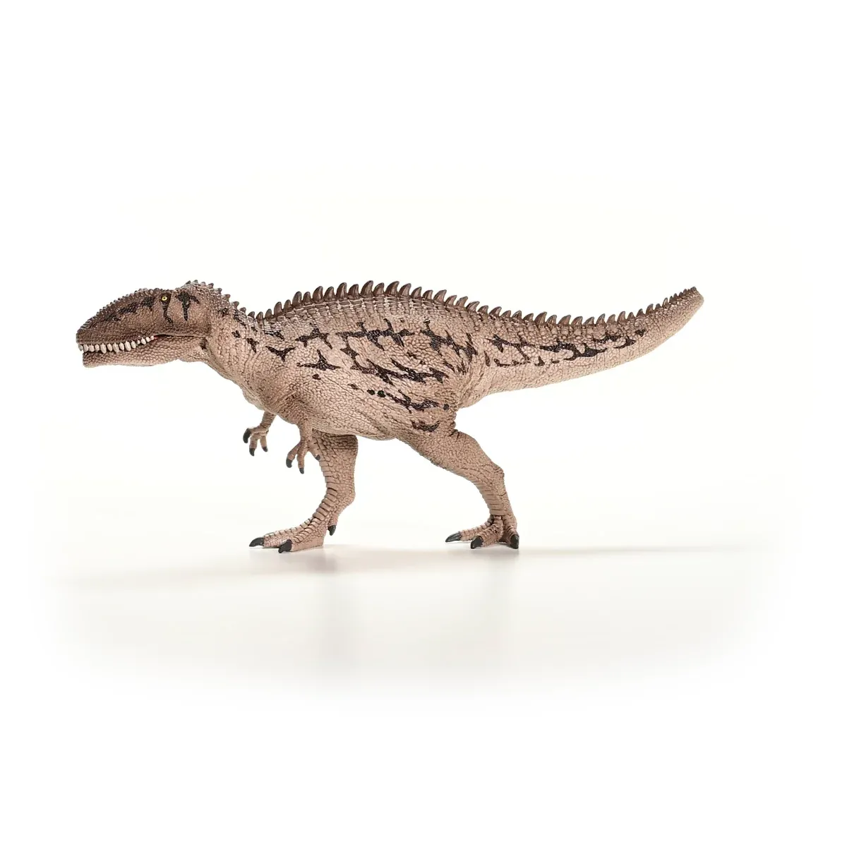 Carcharodontosaurus - Imagen 6